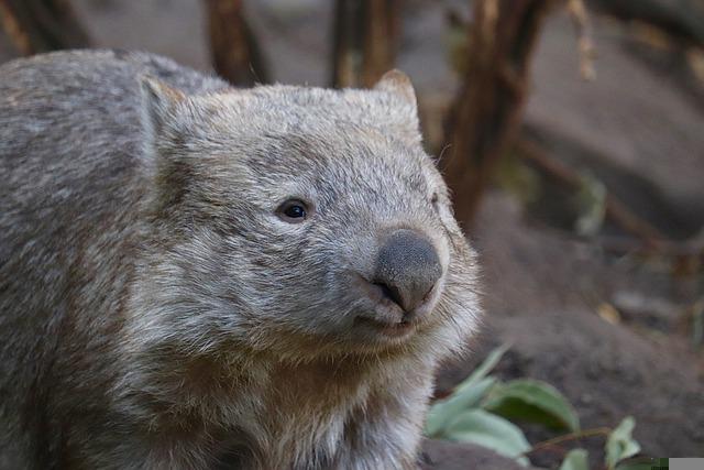 Wombat